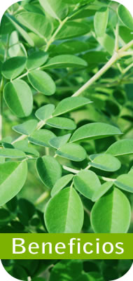 Información del producto